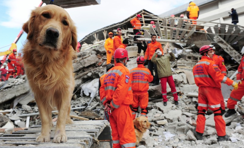 ¿Los perros ¿pueden predecir terremotos?