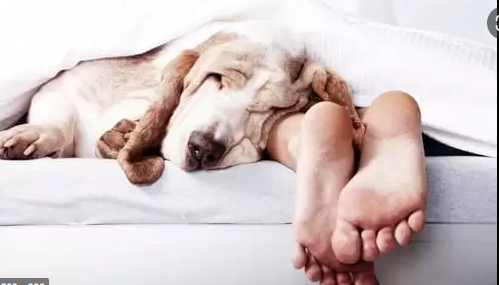 ¿Qué pasa si tu perro duerme en tu cama?