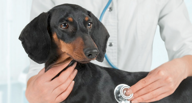 ¿Hipertensión En Perros?