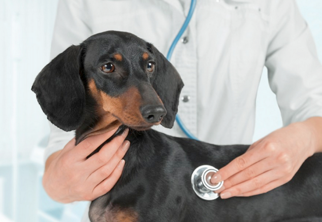 ¿Hipertensión en perros?