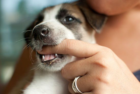 vacunación Locura seda Qué es el período de dentición? - Super Cachorros