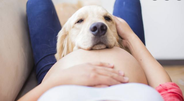 El Embarazo Y El Perro
