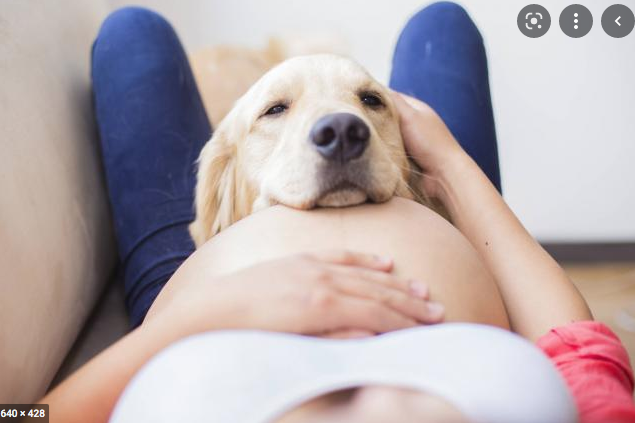 Tu perro y la llegada del bebé