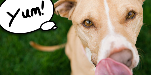 Orden alfabetico Ciencias Sociales caja registradora Por qué mi perro se come las heces? - Super Cachorros