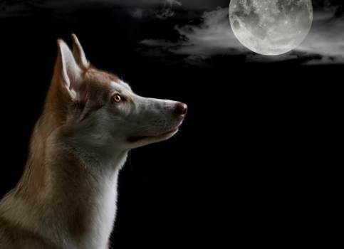 La Luna Llena Afecta A Tu Perro