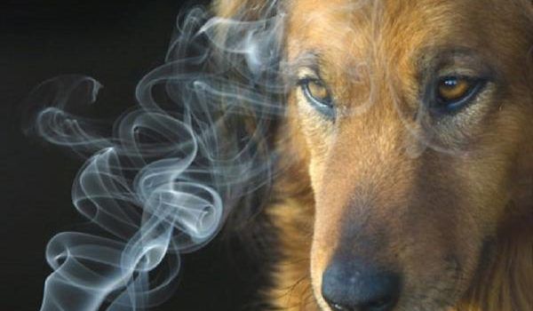 El Humo De Cigarro Afecta A Los Perros