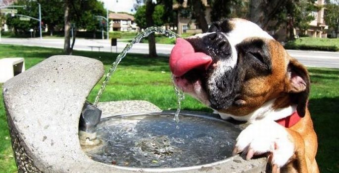 Mantén A Tu Perro Bien Hidratado