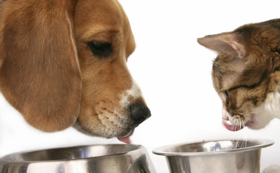 La Comida De Gatos ¿es Mala Para Los Perros?