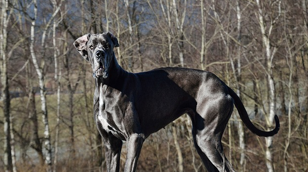 Perros De Talla Gigante: Consejos Y Cuidados