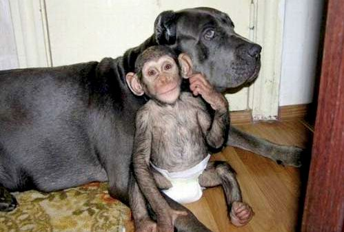 Mamá perro, bebé chimpancé