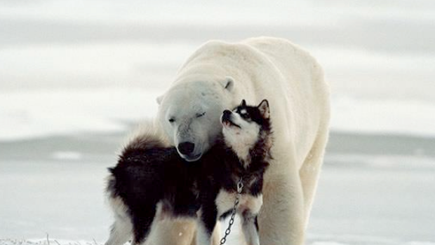 Perros Y Osos Polares
