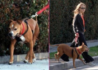 Fiona Apple cancela su gira por su perra