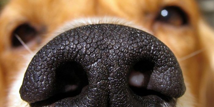 Juegos De Olfato Y Rastreo: Diversión Para Tu Perro