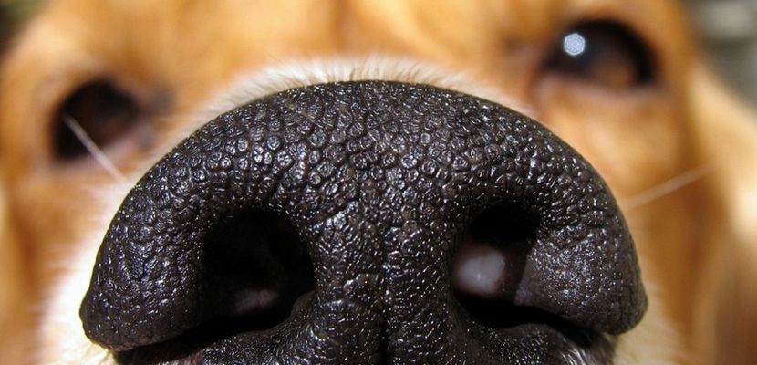 Juegos de olfato y rastreo: Diversión para tu perro