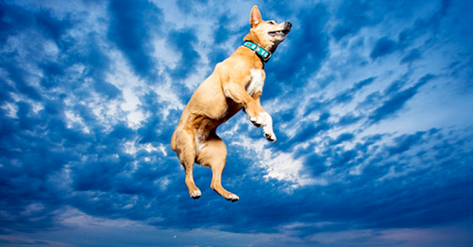 Jump Perro