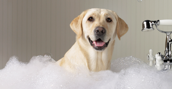 7 Pasos Para Bañar A Tu Perro