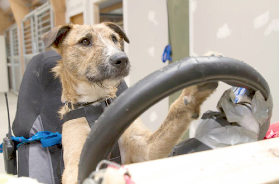 Perros que aprenden a conducir