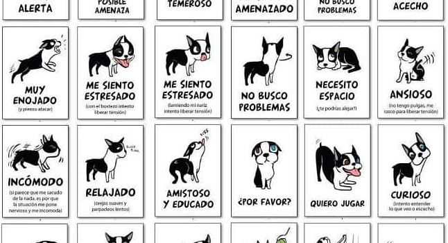 Diccionario Para Entender A Tu Perro