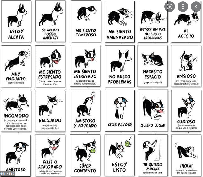 Diccionario para entender a tu perro