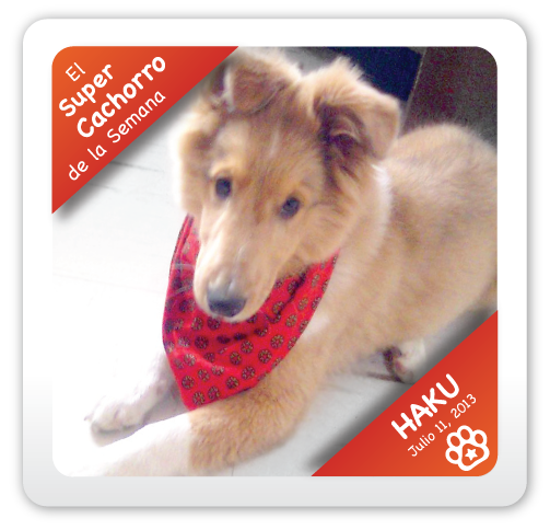 Haku: Super Cachorro de la Semana