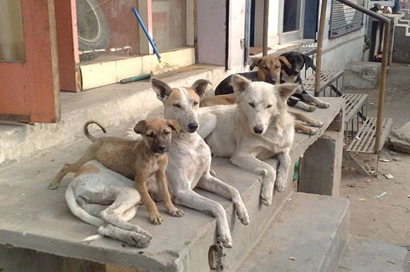 a-pack-of-strays