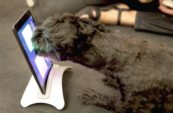 animals-of-the-week-pictures-082313-dog-using-ipad-2