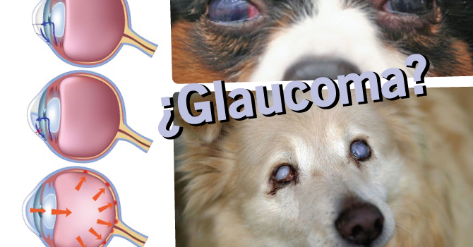 Glaucoma En Perros