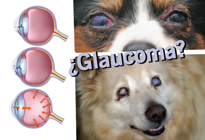 Glaucoma en perros