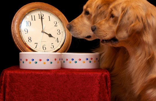 Los Perros Y El Tiempo