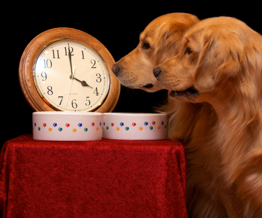 Los perros y el tiempo