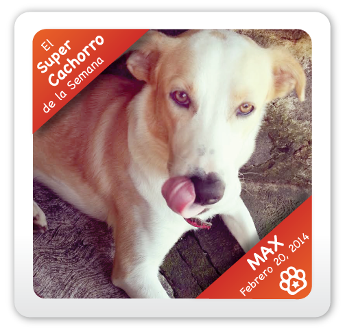 Max: Super Cachorro de la Semana