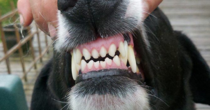 Resultado de imagen para dientes de perro