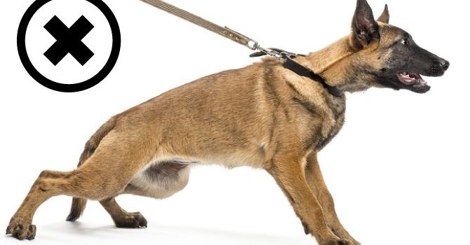 Neuropatía odio Sabroso collar de castigo en perros - Super Cachorros