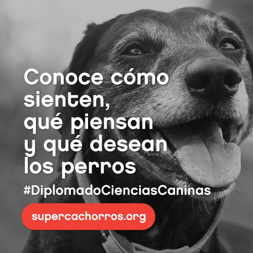 Diplomado en Ciencias Caninas