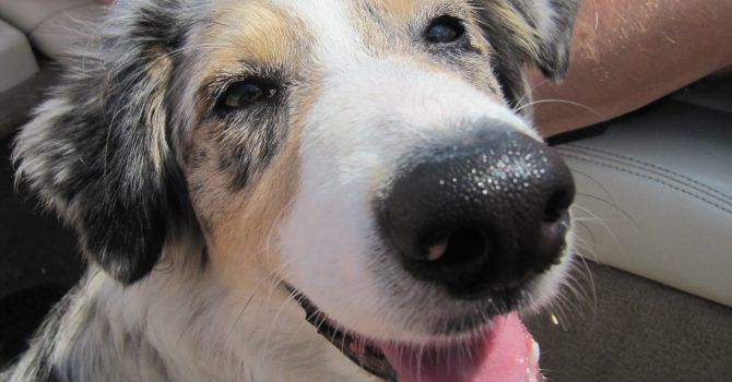 10 Expresiones Que Indican Que Tu Perro Se Siente Contento