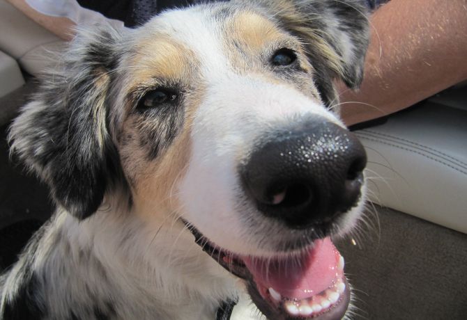 10 expresiones que indican que tu perro se siente contento