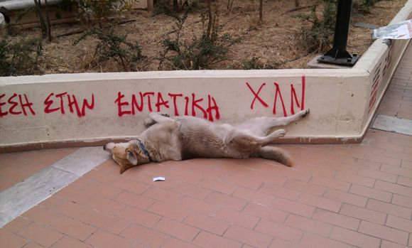loukanikos_the_greek_riot_dog_relaxing_by_ecatodarcus-d5ki3d5