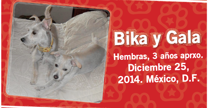 Bika Y Gala: Super Cachorros De La Semana