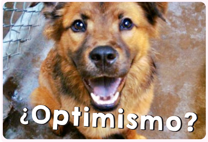 Tu perro puede ser optimista