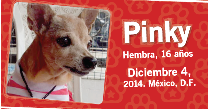 Pinky: Super Cachorro De La Semana
