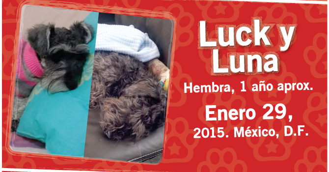 Luck Y Luna: Super Cachorros De La Semana