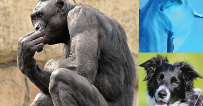 Inteligencia: Perros, Delfines Y Primates