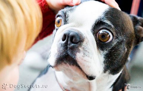 10 Cosas Que Estresan A Tu Perro