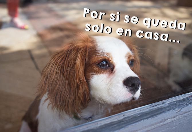 Representación Alérgico Gobernar Prácticas para dejar a tu perro solo en casa - Super Cachorros