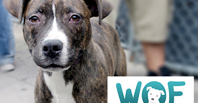 WOF: Aplicación Internacional Para Ayuda Animal