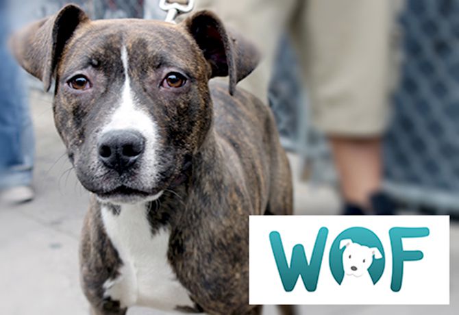 WOF: Aplicación internacional para ayuda animal