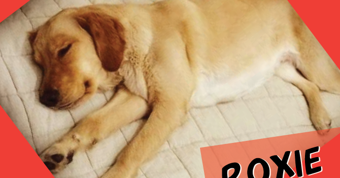 Roxie: Super Cachorro De La Semana