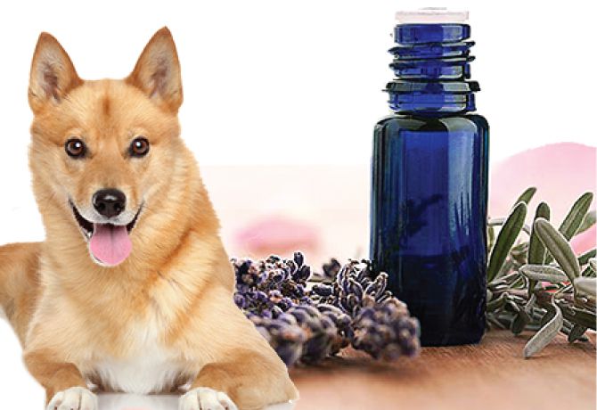 Image result for aceites esenciales en perros