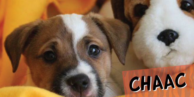 Chaac: Super Cachorro De La Semana