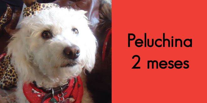 Peluchina: Super Cachorro De La Semana